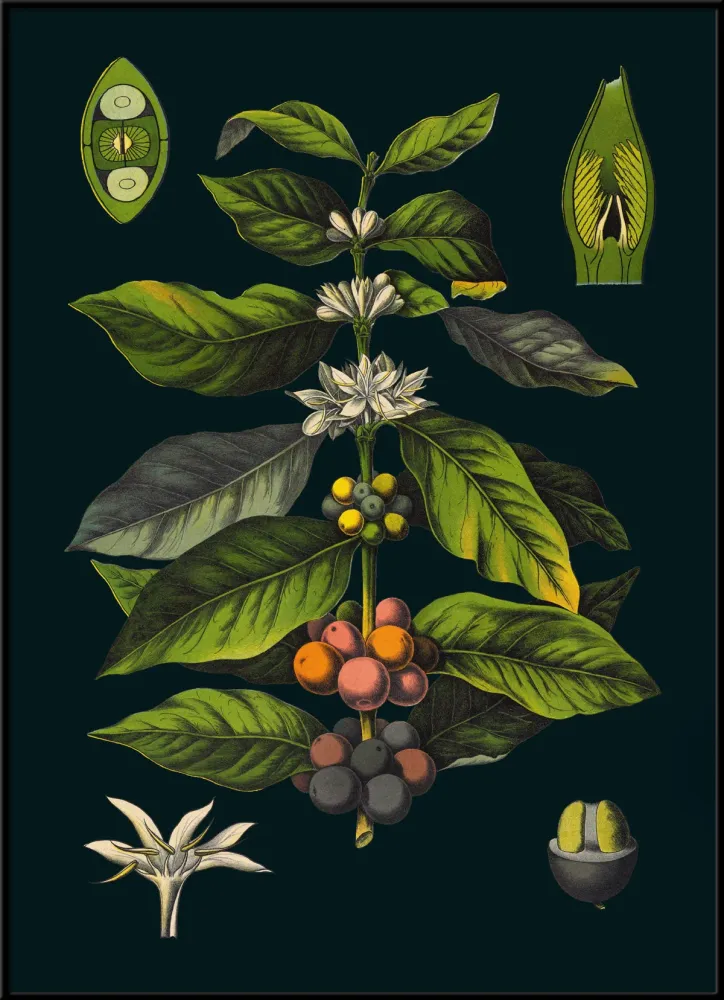 Coffee 30x40