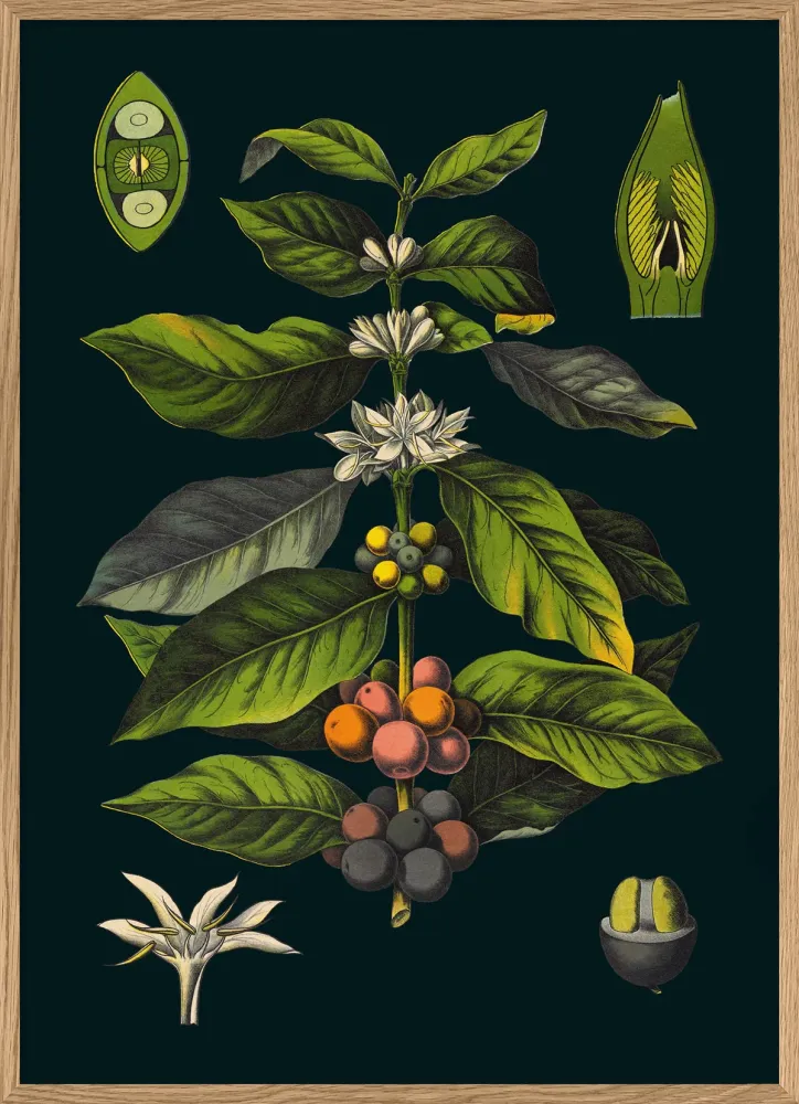 Coffee 30x40