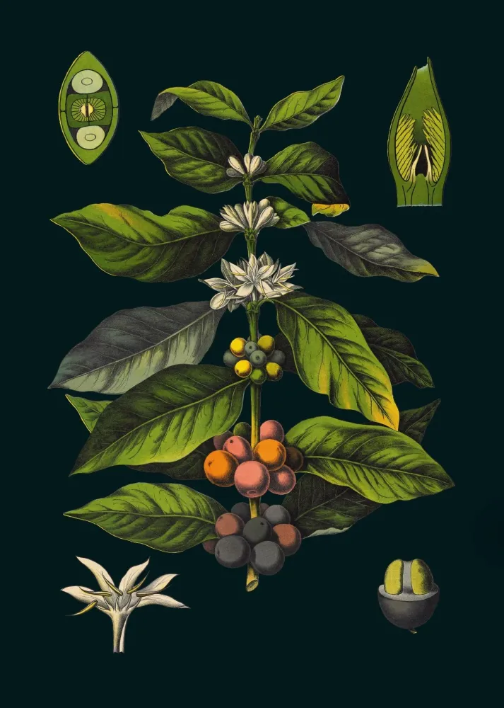Coffee 30x40