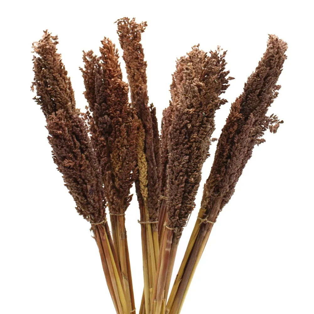 Cantal Grass Bunch Chokolade – Sæt med 6