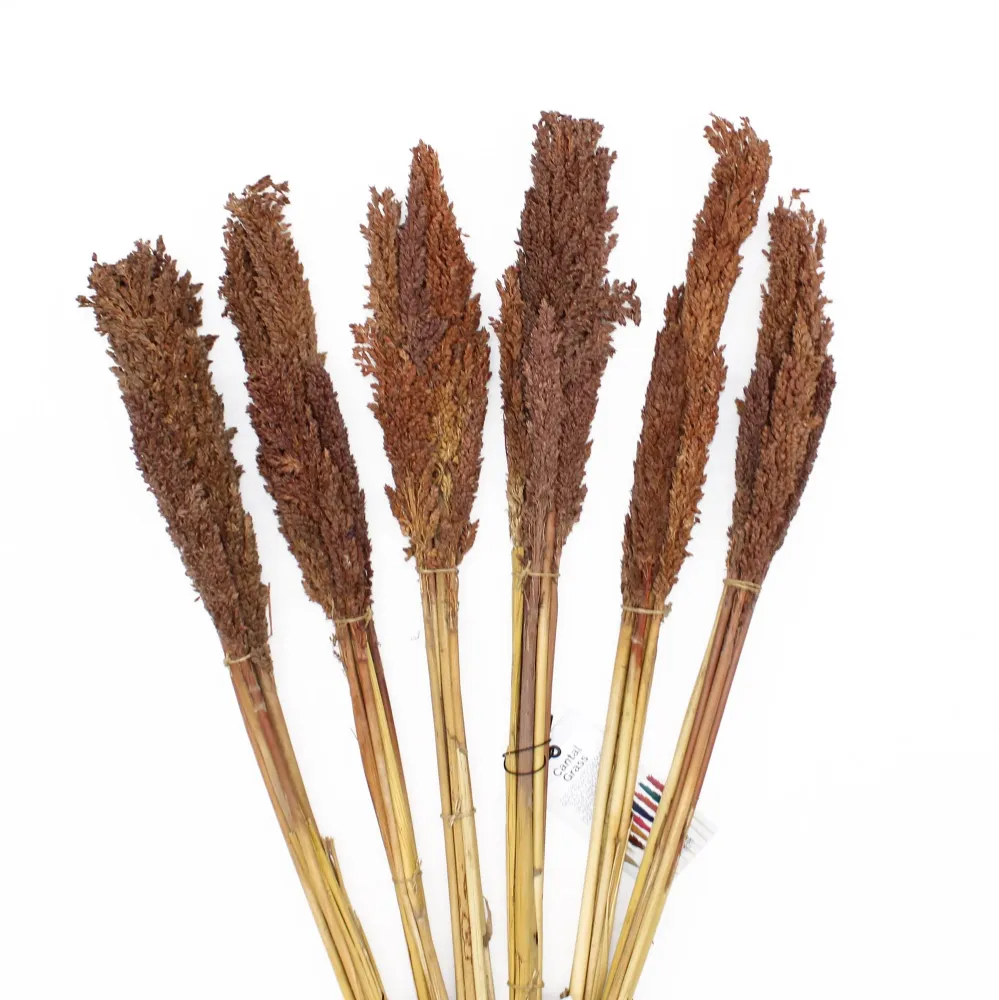 Cantal Grass Bunch Chokolade – Sæt med 6