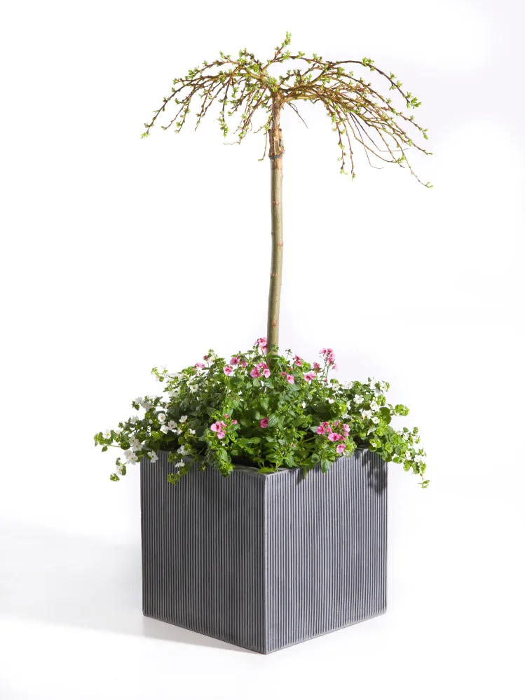 PORTABLE Kube Krukke 50x50x50 cm – Stilren Matsort Kube til Store Planter | DECOPLANT