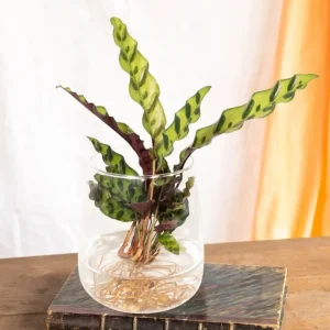 Calathea Lancifolia i hydrokultur