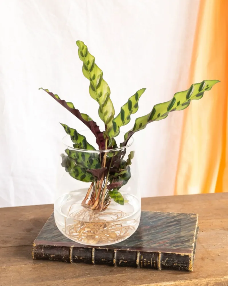 Calathea Lancifolia i hydrokultur