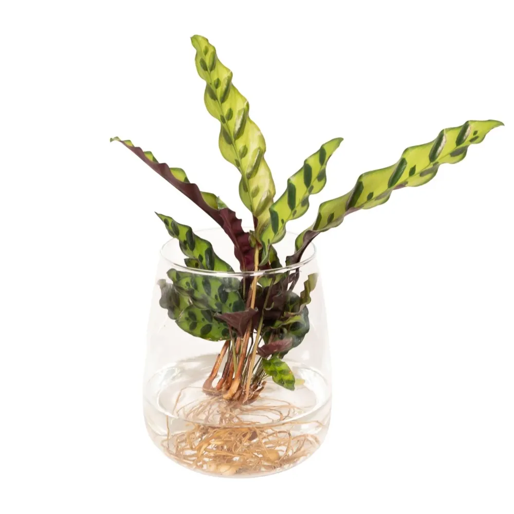 Calathea Lancifolia i hydrokultur
