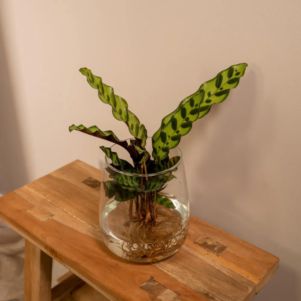 Calathea Lancifolia i hydrokultur