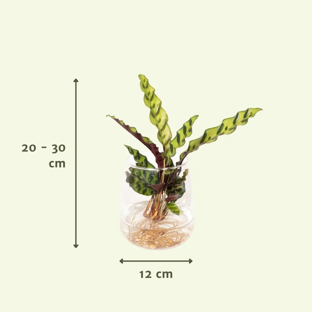 Calathea Lancifolia i hydrokultur