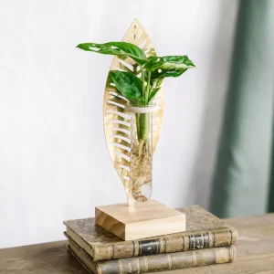 Monstera stikling og dens gyldne blade