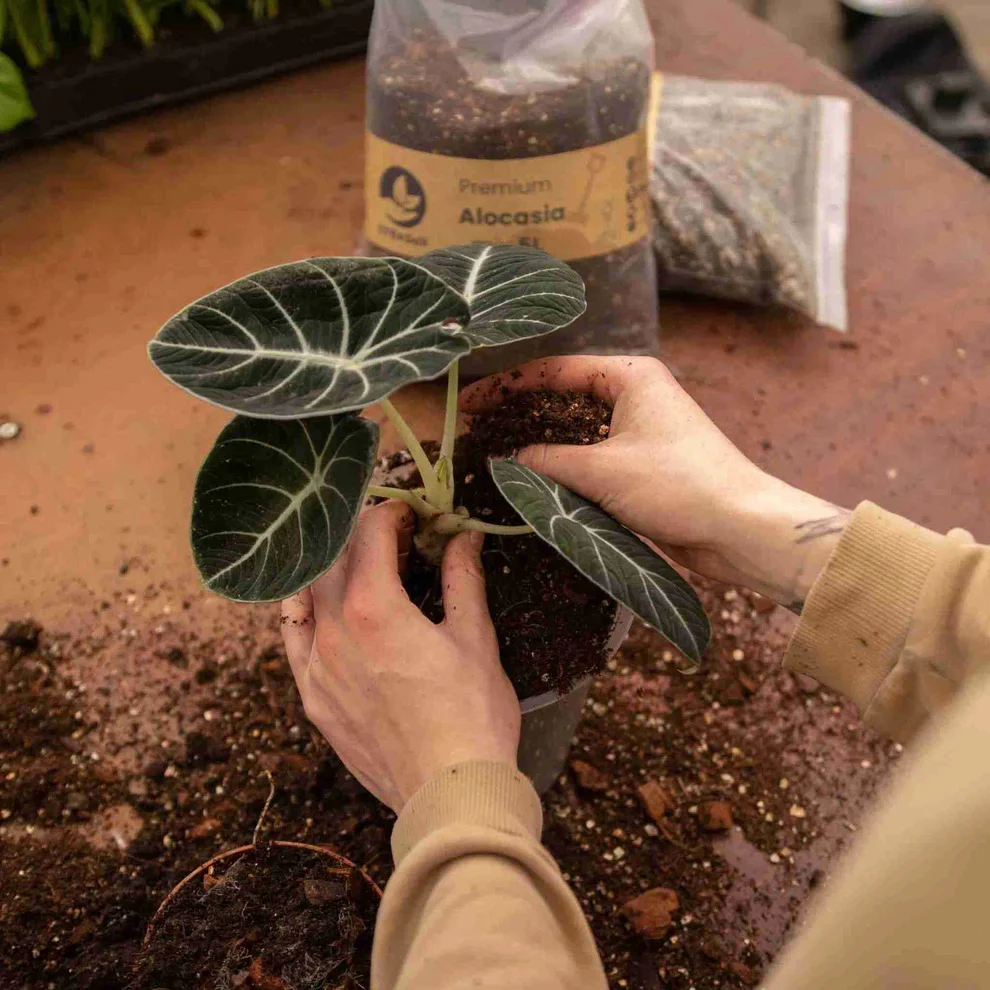 Alocasia jord (5 L)