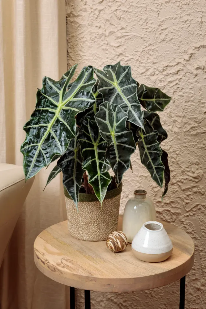 Alocasia jord (5 L)