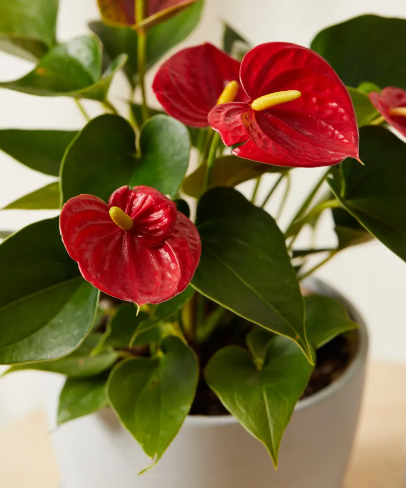 Anthurium jord (5 L)