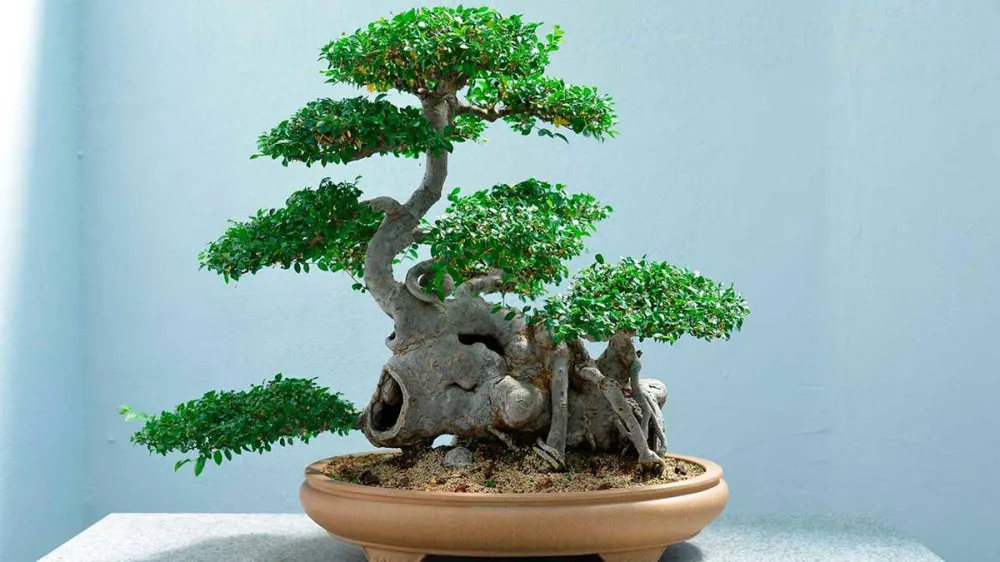 Bonsai jord (5 L)