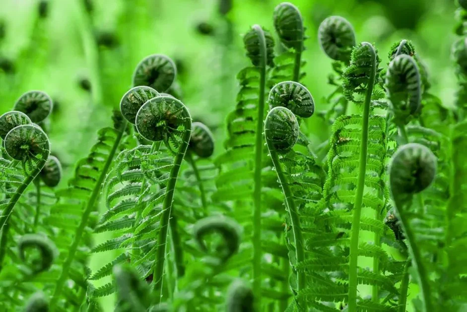 Bregne jord (5 L)