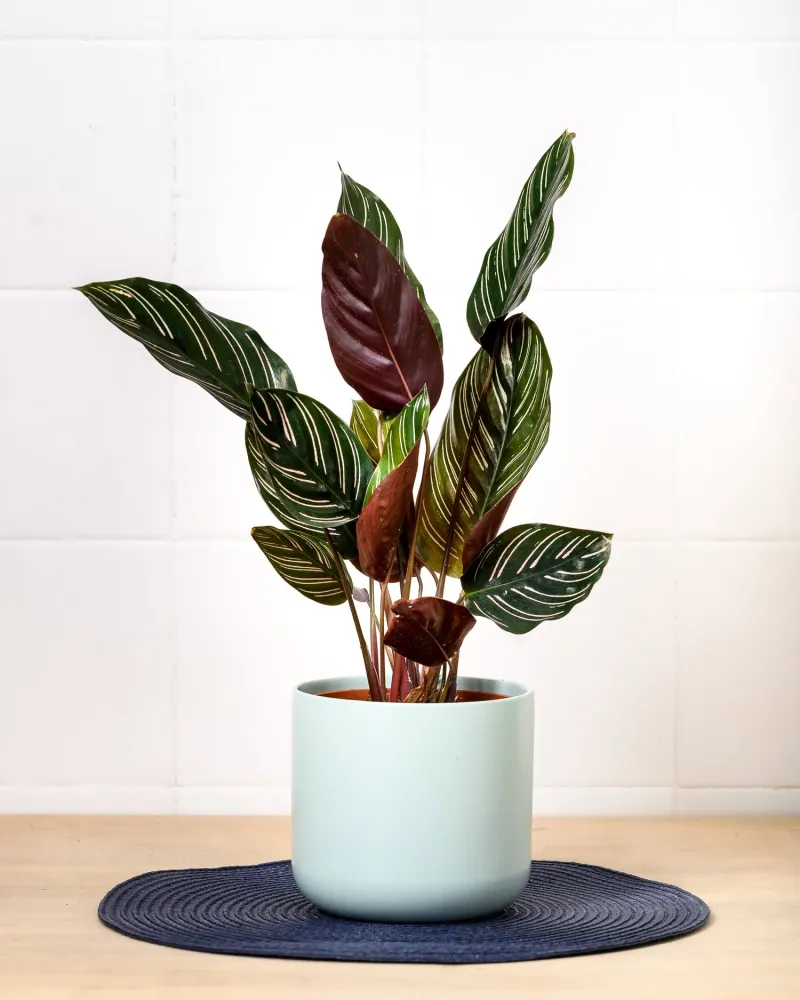 Calathea & Maranta jord (5 L)