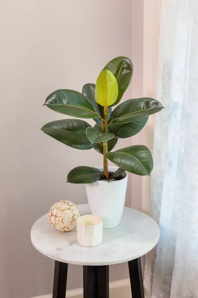Ficus jord (5 L)