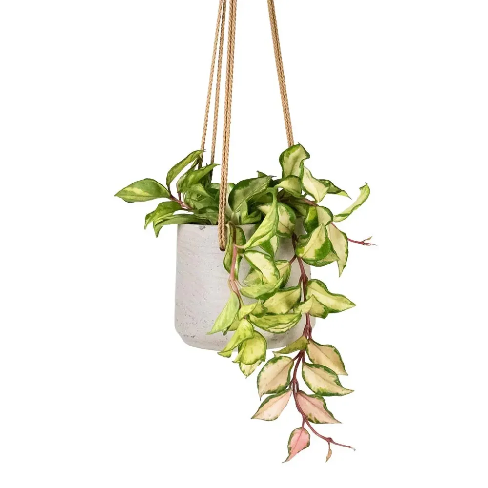 Hoya jord (5 L)