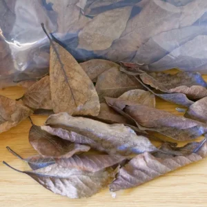 Magnolia blade (ca. 2 liter)