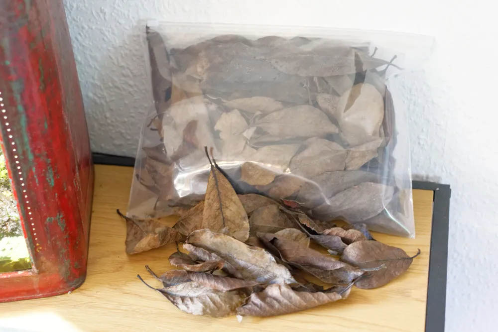 Magnolia blade (ca. 2 liter)