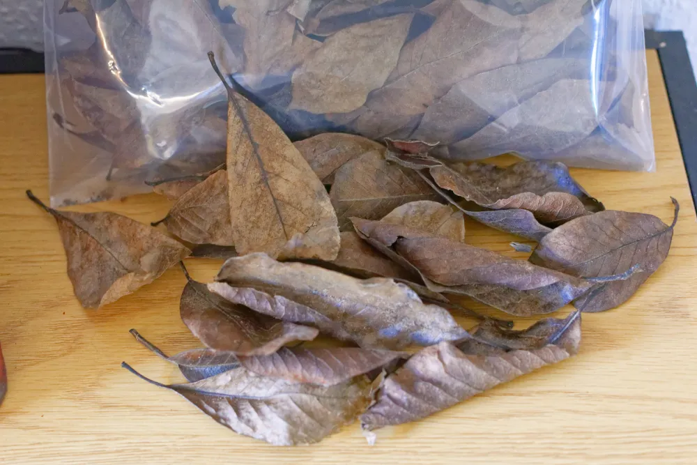 Magnolia blade (ca. 2 liter)