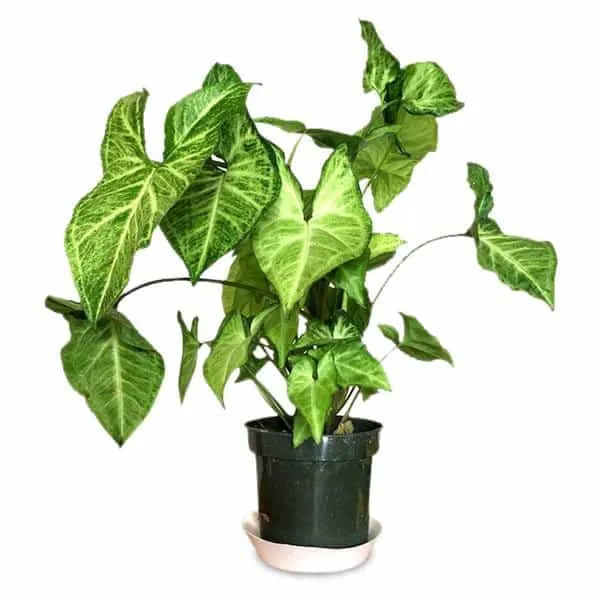 Syngonium jord (5 L)