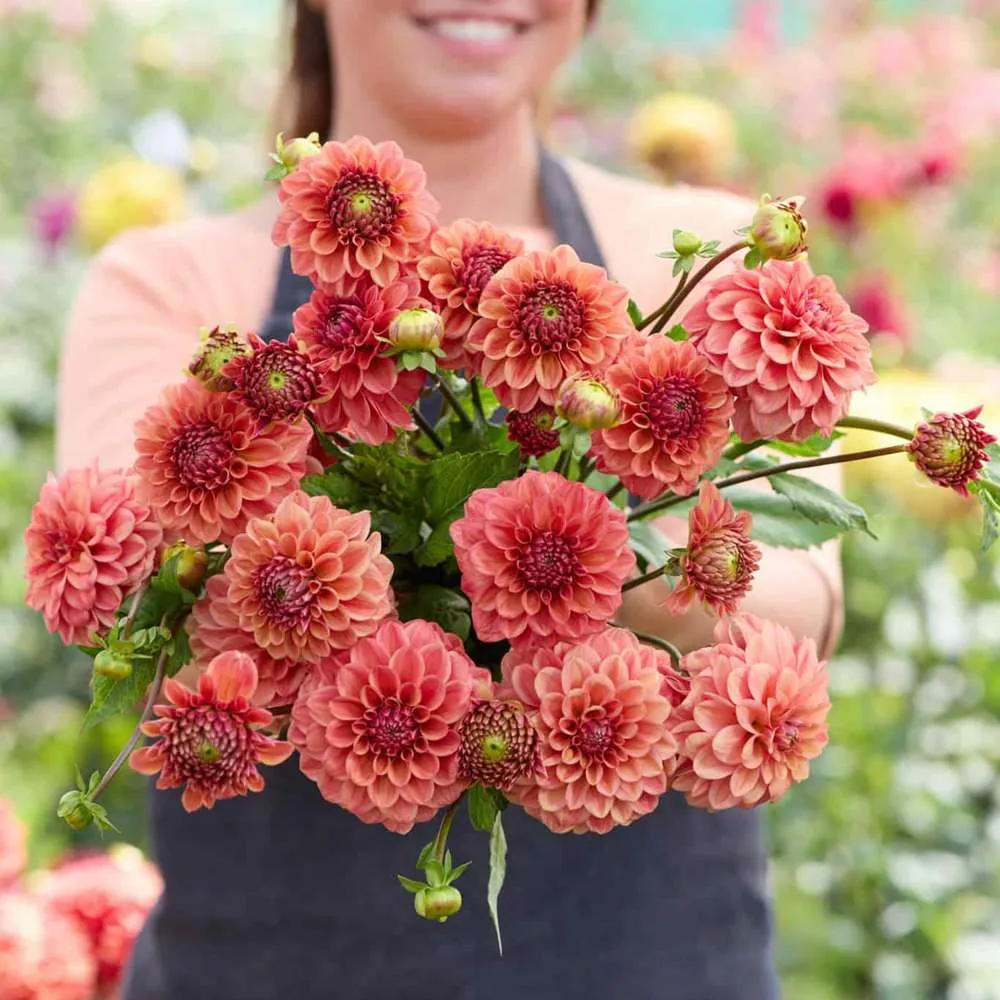 Dahlia 'Iced Tea'
