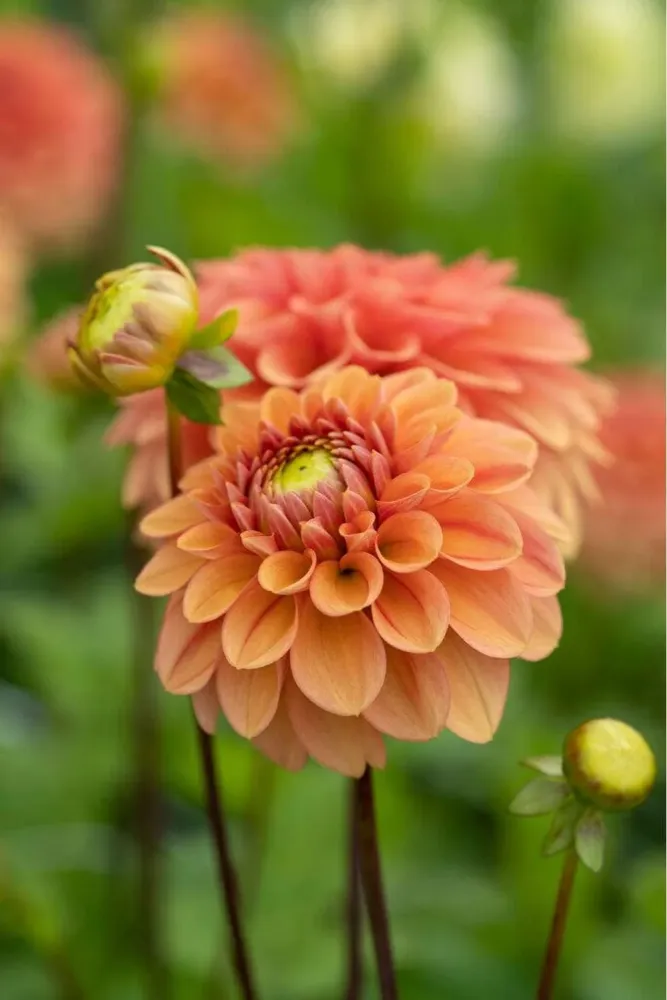 Dahlia 'Iced Tea'