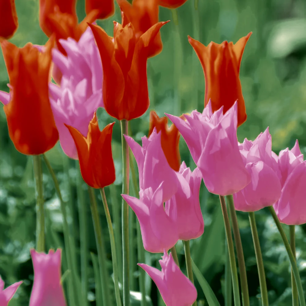 Paper+Design Luncheon Servietter (haven tulipaner)