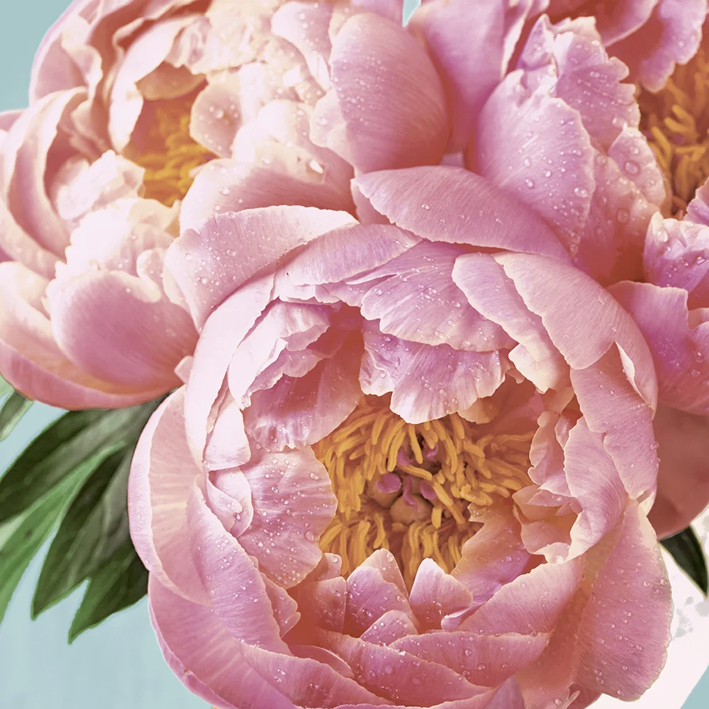 Paper+Design Luncheon Servietter (Pink Peony)