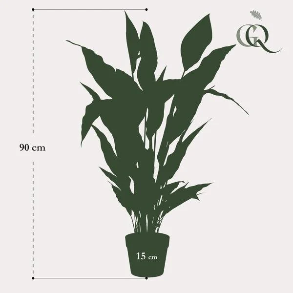 Spathipyllum - kunstig måneblomst