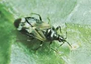 Anthocoris-næbtæge (200 stk.) | mod bøgebladlus