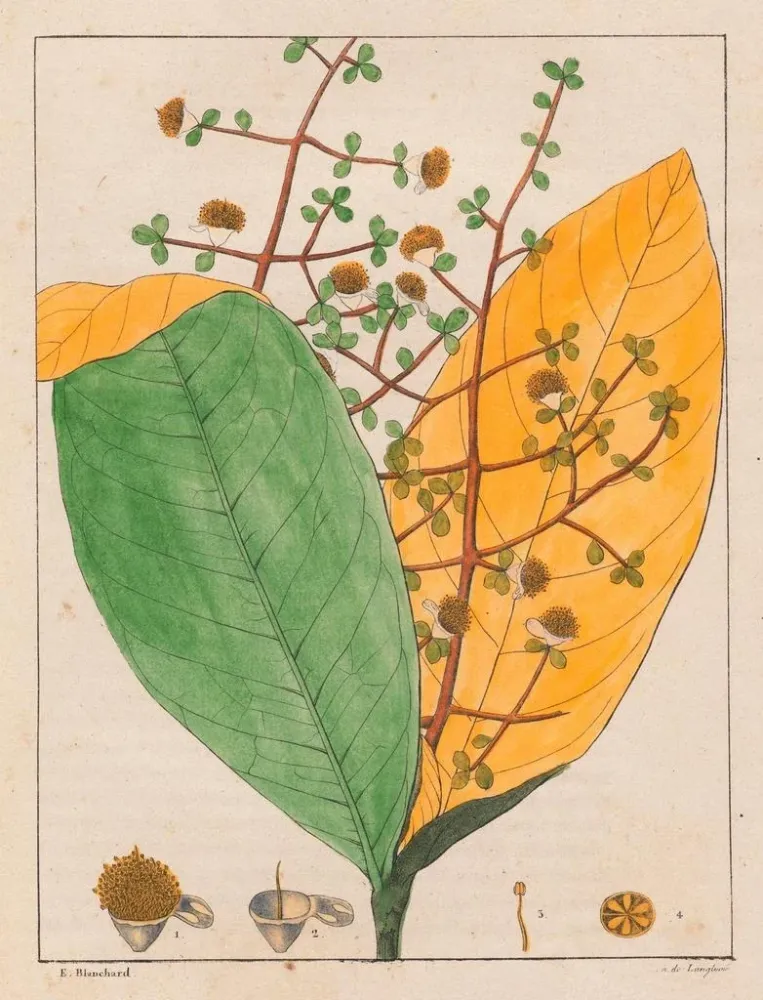Kunsttryk Calyptranthes aromatica - Auguste de Saint-Hilaire | Kunsttryk