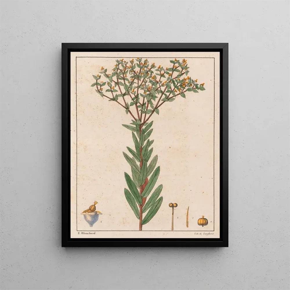 Kunsttryk Euphorbia papillosa - Auguste de Saint-Hilaire | Kunsttryk