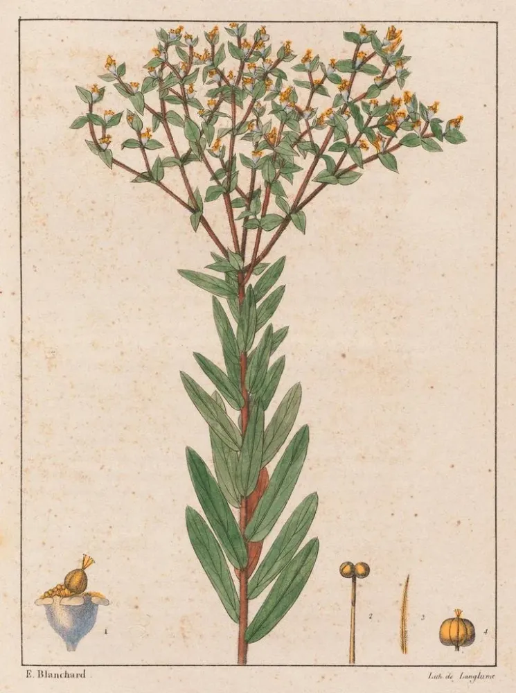 Kunsttryk Euphorbia papillosa - Auguste de Saint-Hilaire | Kunsttryk