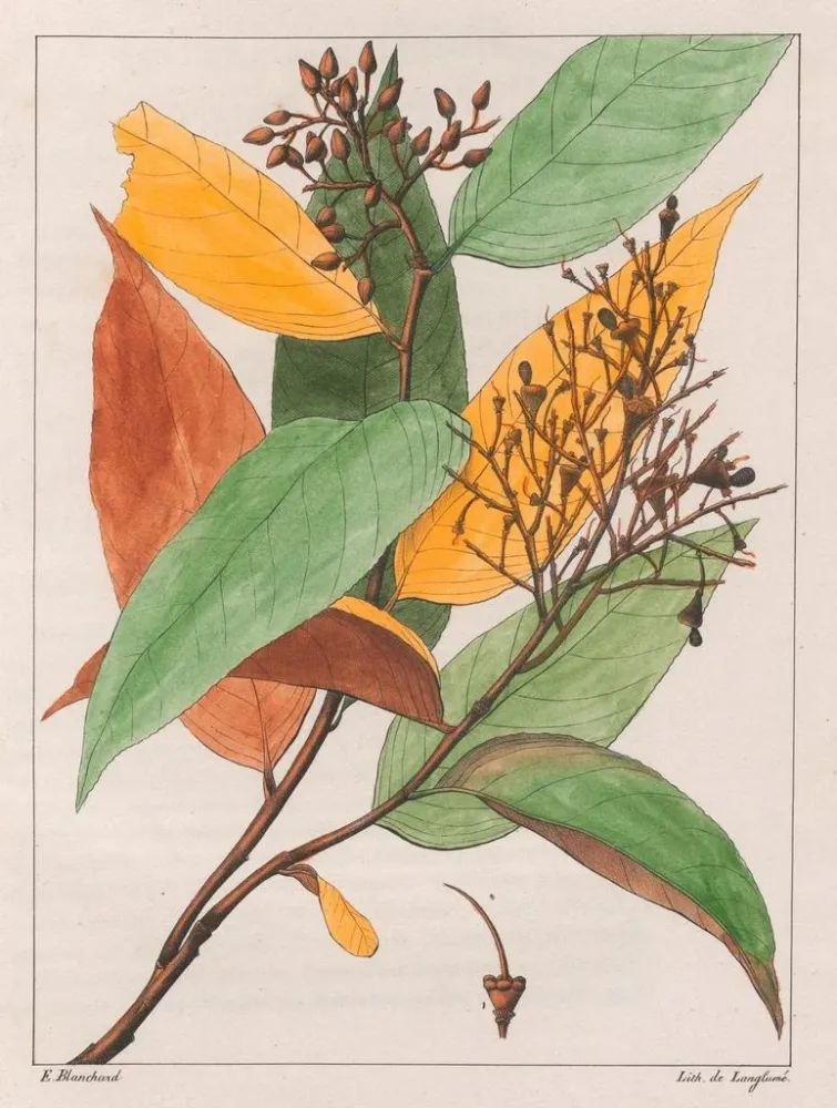 Kunsttryk Gomphia hexasperma - Auguste de Saint-Hilaire | Kunsttryk
