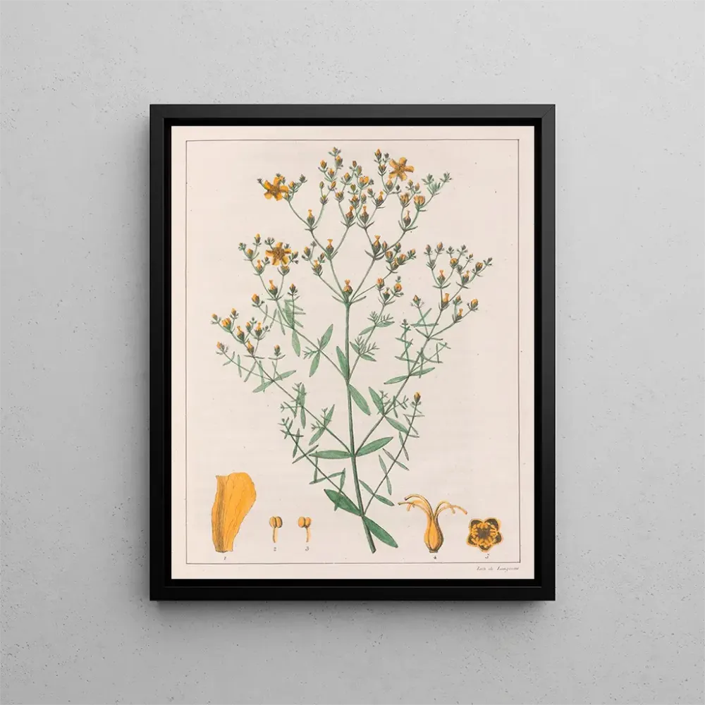 Kunsttryk Hypericum laxiusculum - Auguste de Saint-Hilaire | Kunsttryk