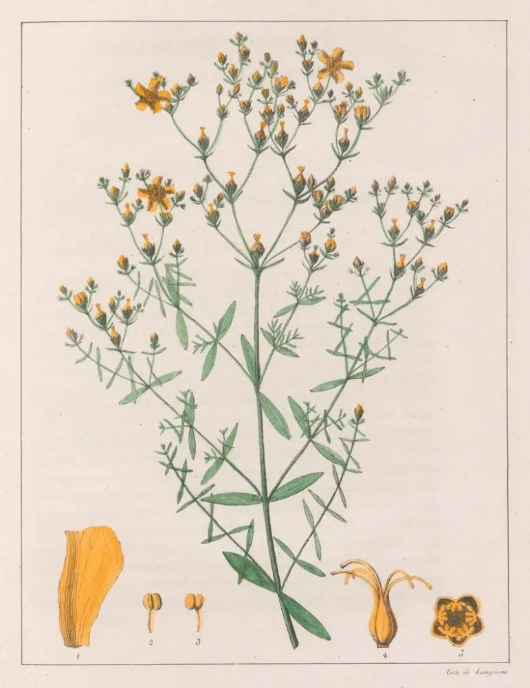Kunsttryk Hypericum laxiusculum - Auguste de Saint-Hilaire | Kunsttryk