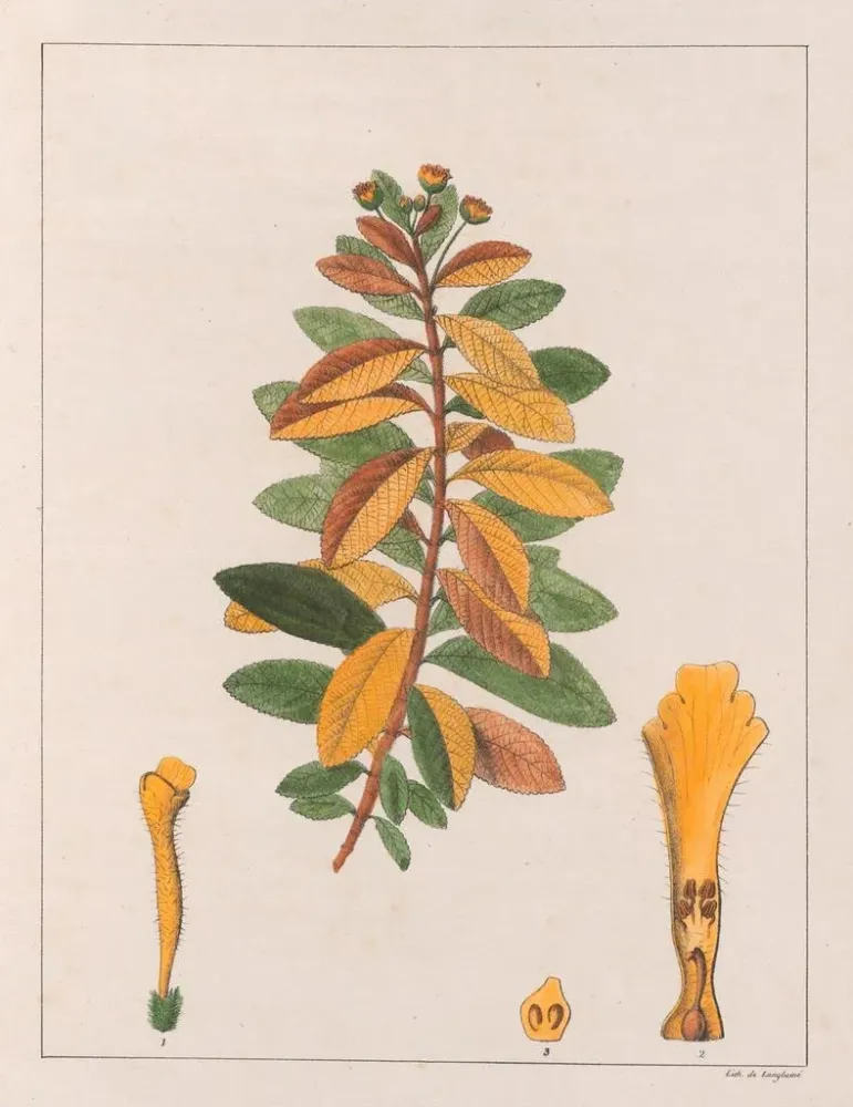 Kunsttryk Lantana pseudothea - Auguste de Saint-Hilaire | Kunsttryk