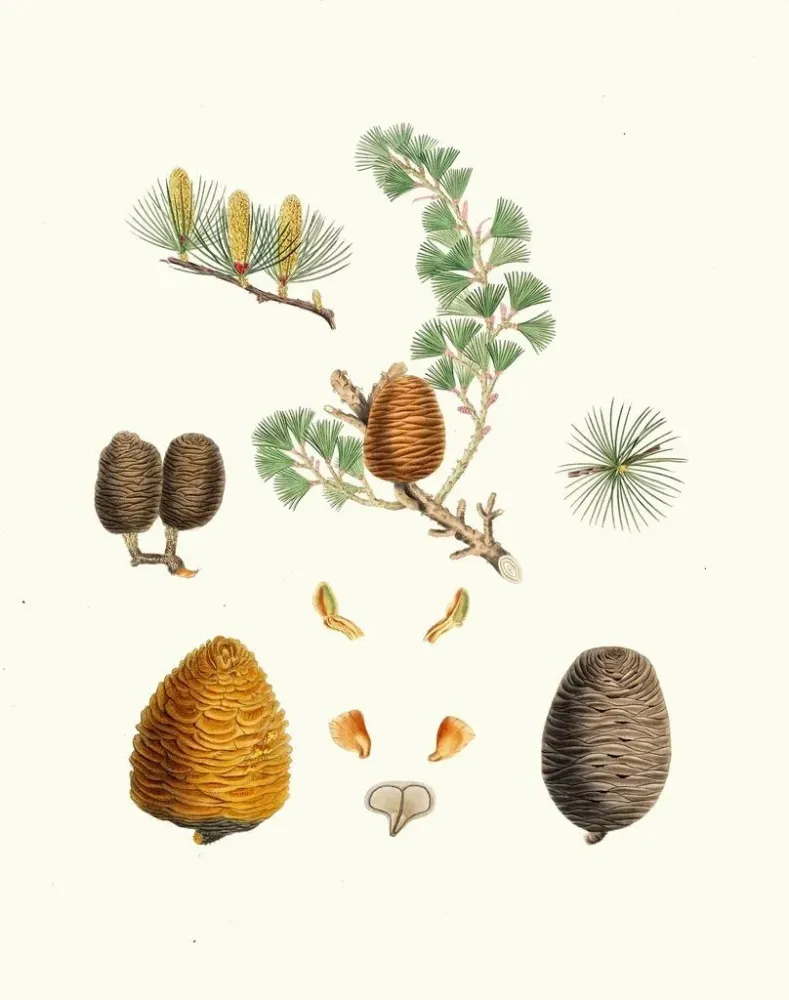 Kunsttryk Pinus deodara, ceder fra Indien - Aylmer Bourke Lambert | Kunsttryk