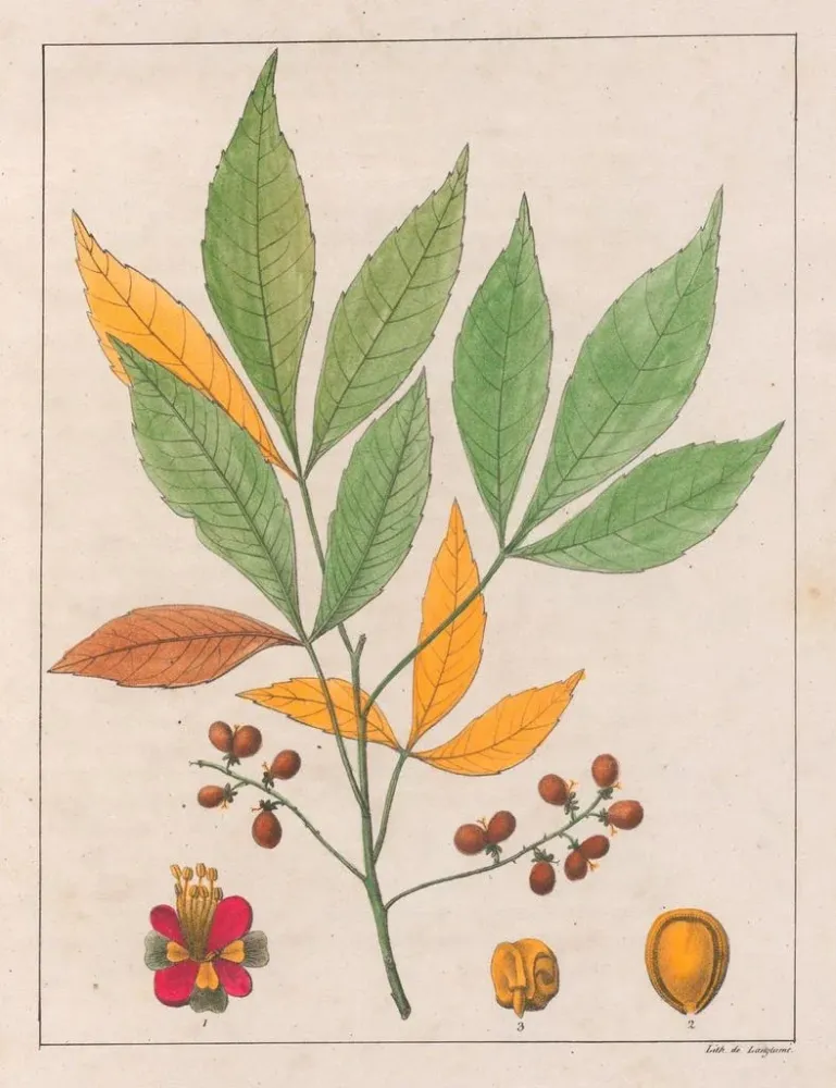 Kunsttryk af Schmidelia edulis - Auguste de Saint-Hilaire