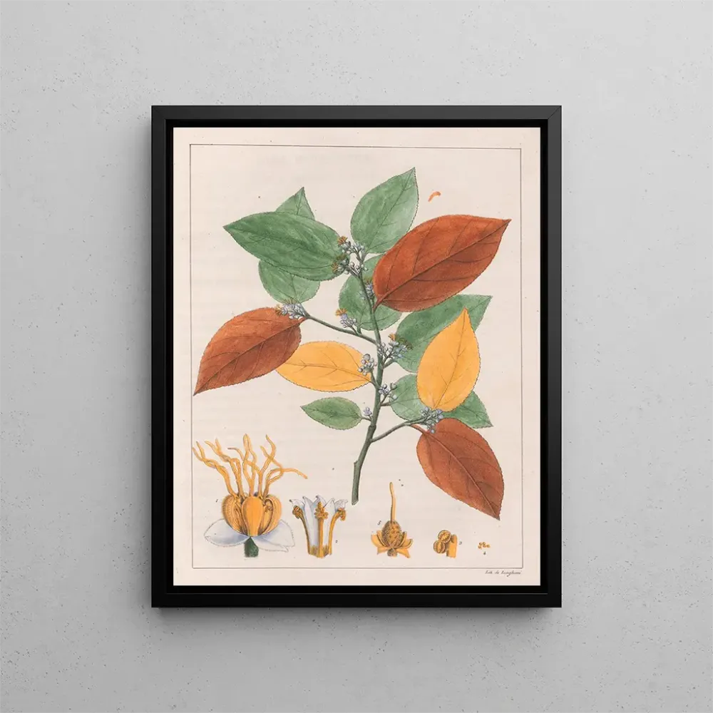 Kunsttryk af Variété Guazuma ulmifolia - Auguste de Saint-Hilaire