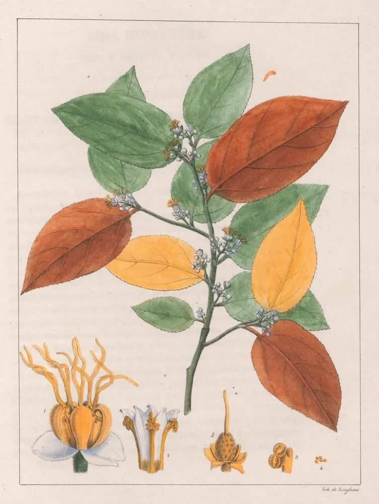 Kunsttryk af Variété Guazuma ulmifolia - Auguste de Saint-Hilaire