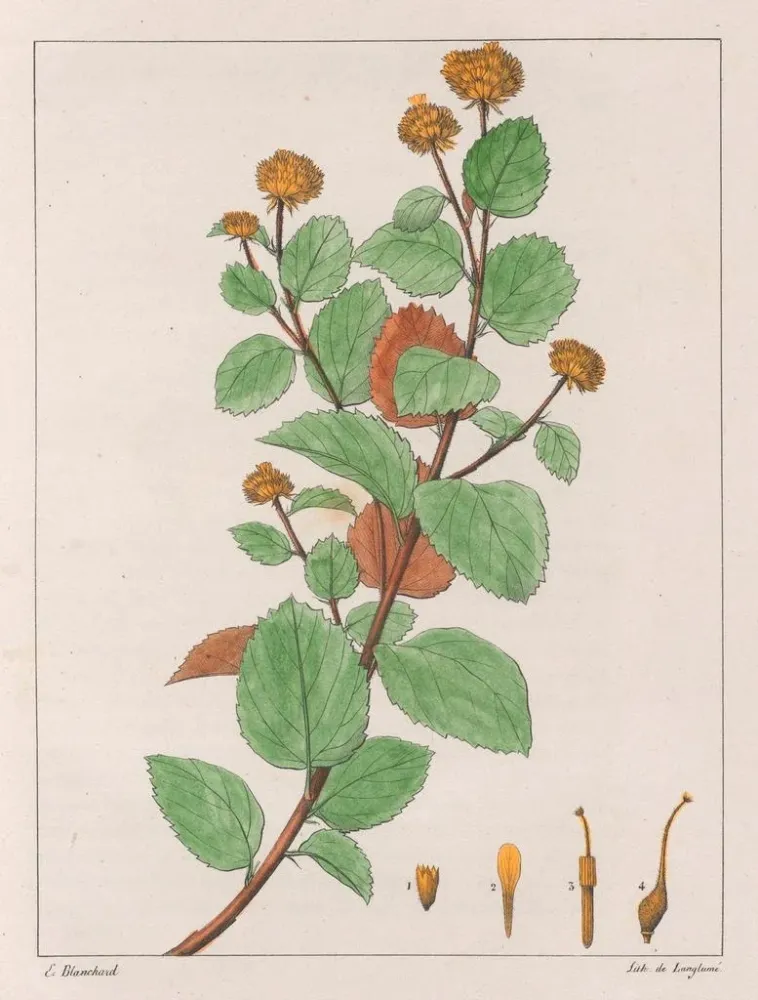 Kunsttryk Waltheria dorée - Auguste de Saint-Hilaire