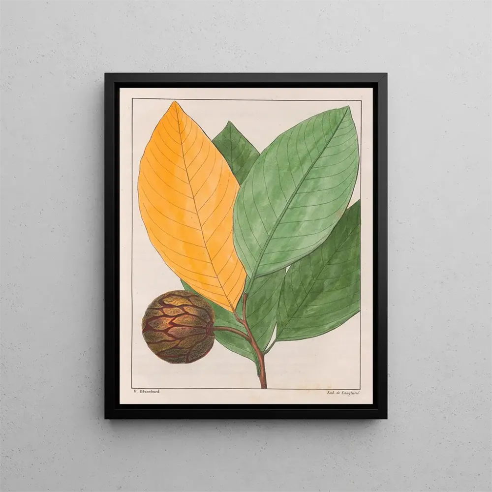 Maleri Anona sylvatica - Auguste de Saint-Hilaire | Kunsttryk