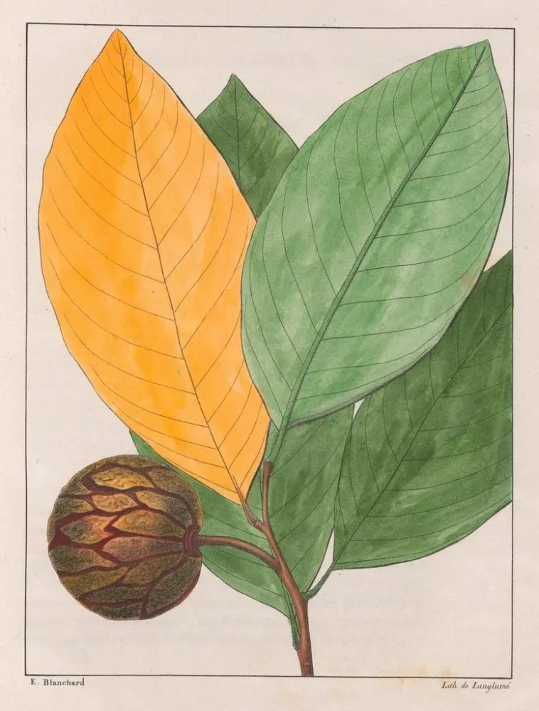 Maleri Anona sylvatica - Auguste de Saint-Hilaire | Kunsttryk
