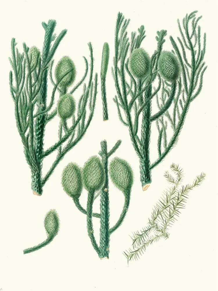 Maleri Araucaria Cunninghamii, pin de Moreton Bay - Aylmer Bourke Lambert