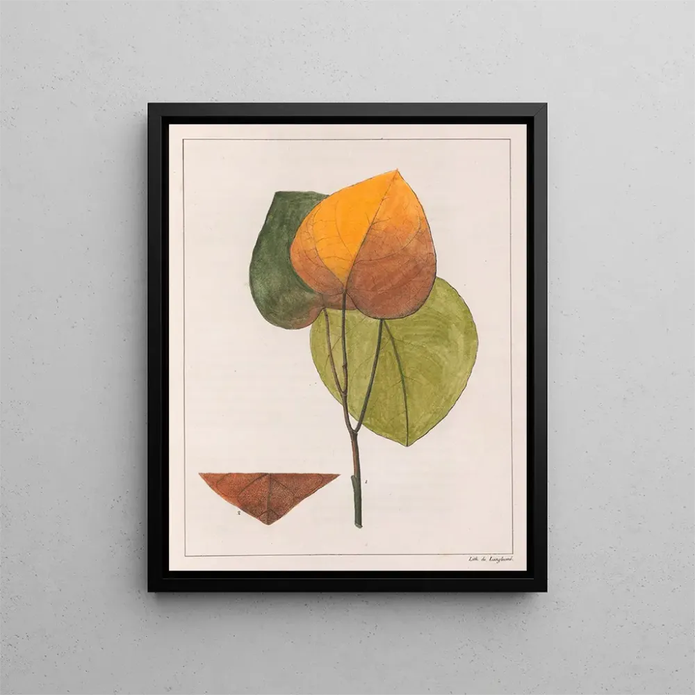 Maleri Cocculus platyphylla - Auguste de Saint-Hilaire | Kunsttryk