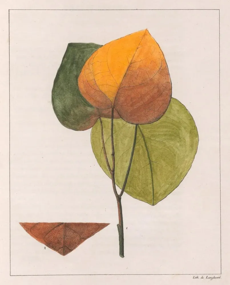 Maleri Cocculus platyphylla - Auguste de Saint-Hilaire | Kunsttryk