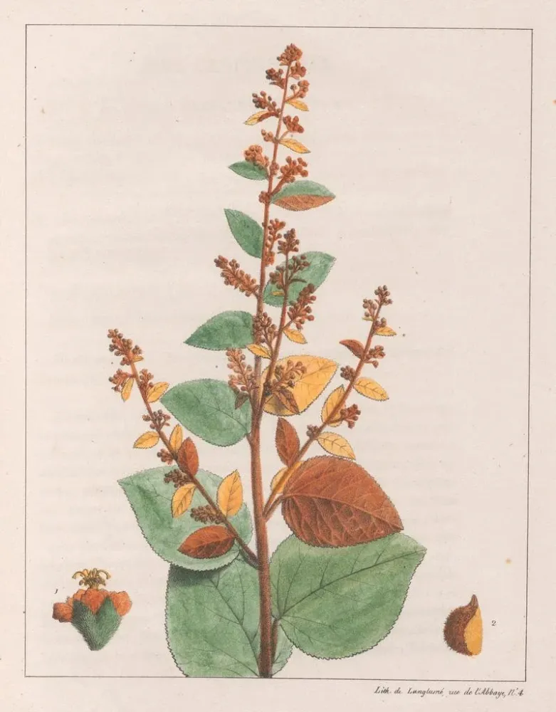 Maleri Comme micrantha - Auguste de Saint-Hilaire | Kunsttryk