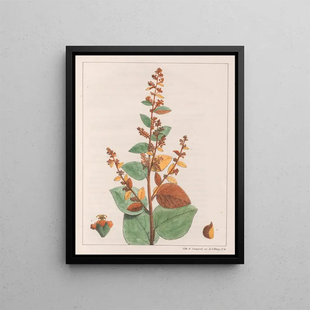 Maleri Comme micrantha - Auguste de Saint-Hilaire | Kunsttryk