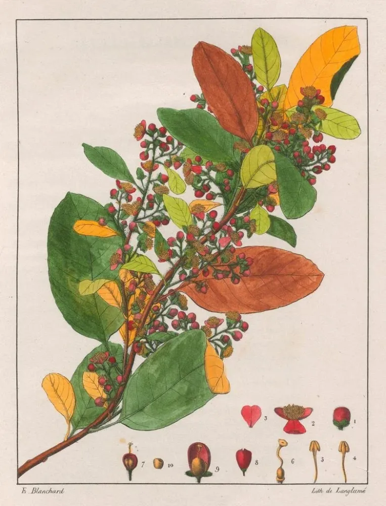 Maleri Davilla rugosa - Auguste de Saint-Hilaire | Kunsttryk